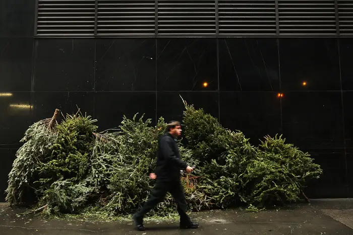 A pile of Christmas trees lay on a sidewalk